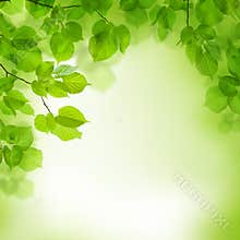 Green leaves border, abstract background