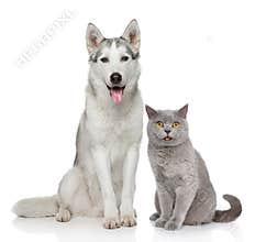 Cat and dog together on a white background