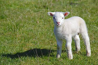 Cute lamb