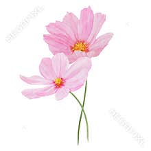 Pink Cosmos watercolor illustration. Hand drawn botanical painting, floral sketch. Colorful flower clipart for summer or
