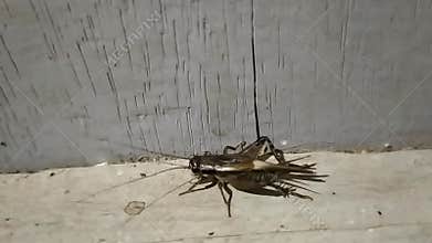 INSECT CRICKETS MAKE LOUD VOICES AT NIGHT