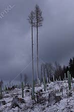 Two trees in storm.
