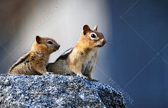 Mother squirrel