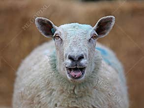 Sheep
