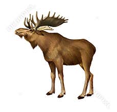 Adult Moose standing. Side view