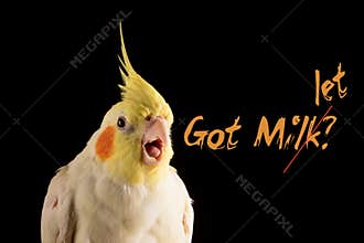 Bird memes, Got Millet? Funny Parrot quote, Cockatiel Portrait,