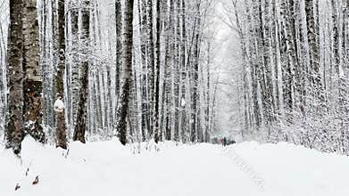 A snowstorm in a winter public park , it is snowing heavily, snowflakes are slowly falling, tree branches are covered