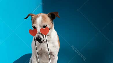 Jack Russell terrier emoticon dog funny silly and crazy in love with heart on eyes isolated on blue background