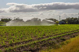 An irrigation sprayer sends out a jet of water across a young sugar cane crop