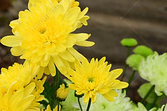 very nice colorful chrysanthemum garden autumn flower