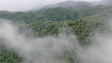 Tropical forests can increase humidity in air and absorb carbon dioxide from the atmosphere