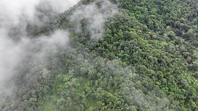 Mist on tropical rainforest mountain, Tropical forests can increase humidity in air and absorb carbon dioxide from the atmosphere