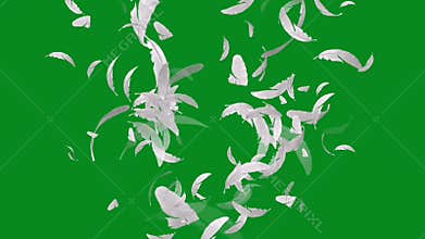 Feather High Quality green screen 4k bacground