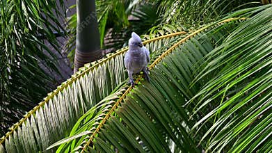 White Cockatoo on Palm Tree Branch