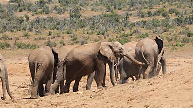 African elephants in natural habitat, Addo Elephant National Park, South Africa