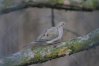 Mourning dove perched upon a peeling tree branch - Zenaida macroura