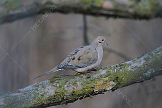 Mourning dove perched upon a peeling tree branch 2 - Zenaida macroura