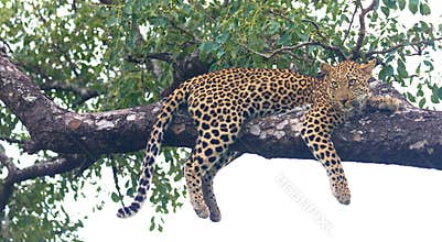 Leopard on the tree, Masai Mara Kenya
