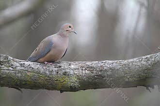 A Solitary Mourning Dove Perched Upon a Thick Tree Branch - Zenaida macroura