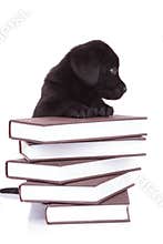 Labrador retriever standing with its paws on a pile of books
