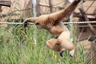 gibbon in a zoo in vienna (austria)