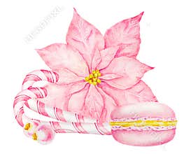 Pink poinsettia, berries, New Year's candy canes, macaron. Watercolor hand drawn clip art with Christmas star