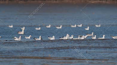 Many river gulls hunt fish in lakes, rivers, and canals. Seagulls fly over the water.