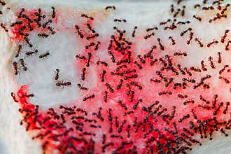 Ants lot black on watermelon rind close-up, selective focus