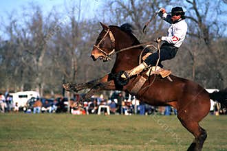 Horses Rodeo argentina gauchos sport