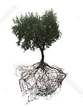 Big apple tree with roots isolated on white background