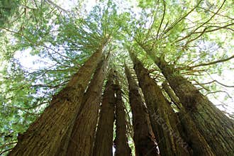 Sequoia Circle