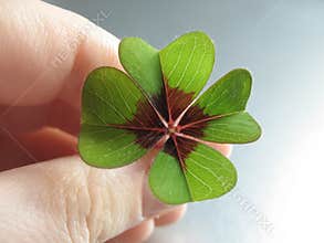 Four Leave Clover