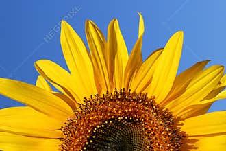 Sunflower Sunrise