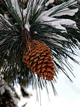 Big Pine Cone