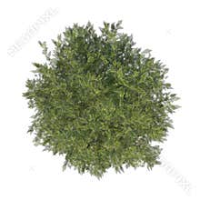 Top view of Plant  Ivory Halo Dogwood Cornus Alba â€˜Bailhalo 1 Tree illustration vector