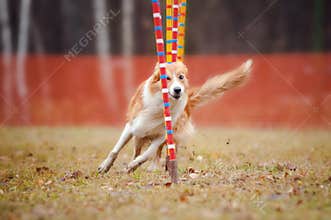 Funny dog in agility