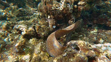Moray eel in underwater tropical ocean
