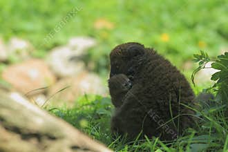 Alaotran gentle lemur