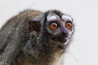 The three-striped night monkey Aotus trivirgatus
