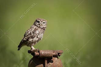 Little Owl