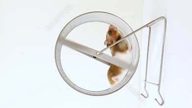 The hamster is white, brown running on the wheel. A rodent runs away on a wheel. Charming, cute pet