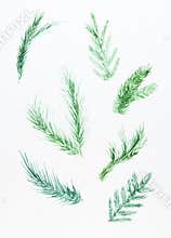 Pine, spruce, fir tree branches, winter nature clipart. A set of Christmas decorations from fir branches painted in