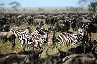 Zebra in a herd of wildebeest