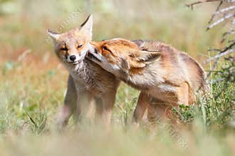 Affectionate pair of foxes
