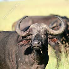 African buffalo