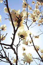 Magnolia