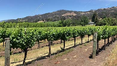 Panning shot of the rows of vines in a Northern California vineyard