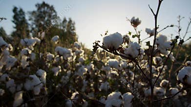 Cultivated cotton, close view of product ready for harvest in farmer&#x27;s field. Raw materials for production of