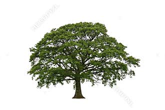Springtime Oak on White