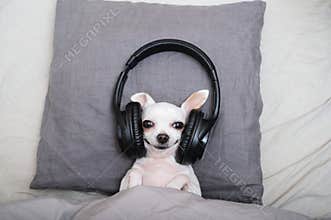 A small white chihuahua dog listens to music in big black headphones while lying in bed with a happy expression.